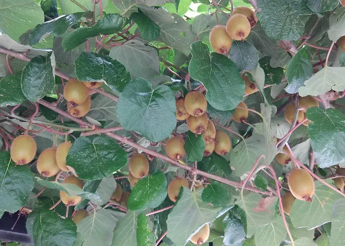 Lapanja Slap ob Idrijci